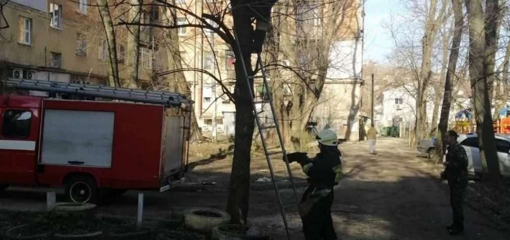 В Днепре кот застрял на дереве на высоте трех метров и не мог спуститься самостоятельно, – ФОТО