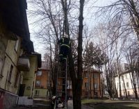 Днепровские спасатели достали кота с дерева, – ФОТО