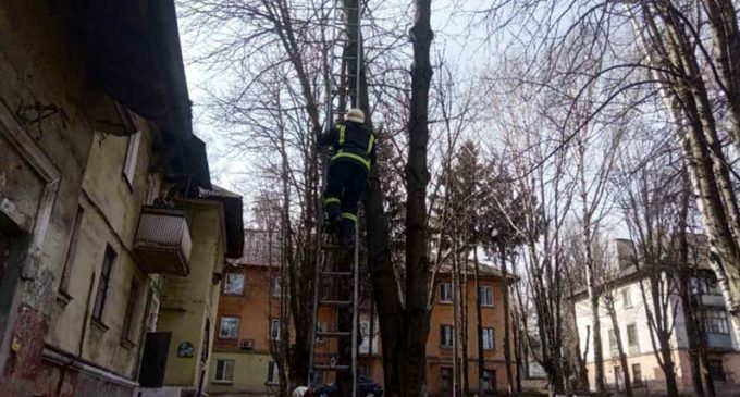 Днепровские спасатели достали кота с дерева, – ФОТО