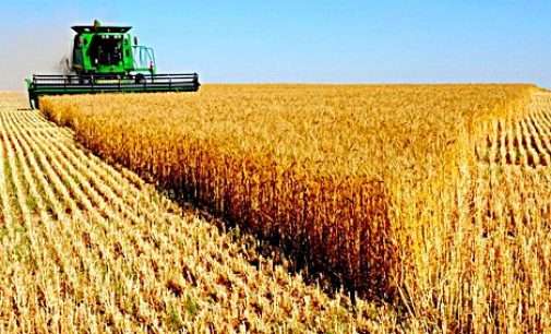 Эксперты прогнозируют высокую урожайность зерновых культур