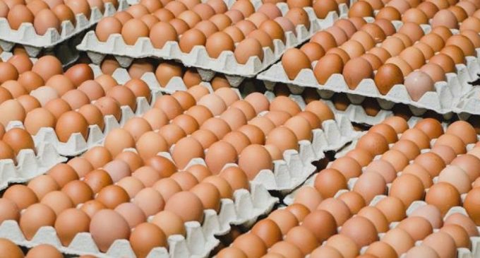 В супермаркетах «АТБ» в ближайшее время подорожают яйца