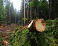 В Днепропетровской области незаконной вырубкой леса злоумышленники нанесли ущерб государству в размере более миллиона гривен