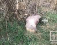 На Днепропетровщине задержали вероятного убийцу, бросившего тело девушки у реки, – ФОТО