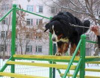 В Днепре просят создать новую площадку для выгула и тренировки собак
