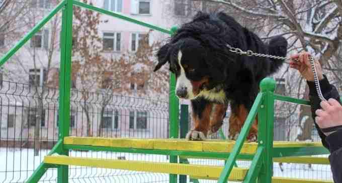 В Днепре просят создать новую площадку для выгула и тренировки собак