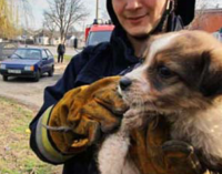 В Днепре спасли щенка из канализационного колодца, – ФОТО