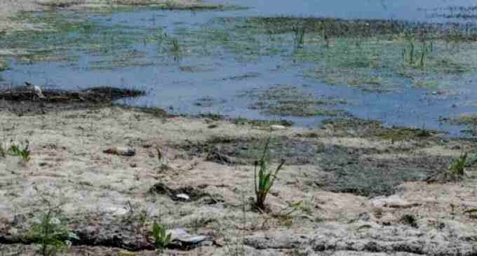 В Украине – самый низкий уровень воды в реках за 100 лет