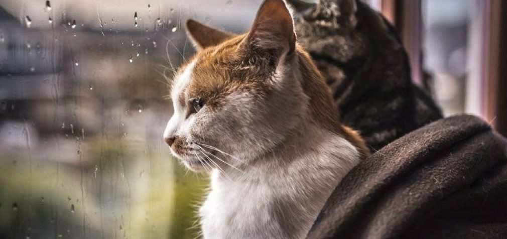 Вечерний дождь и похолодание: метеорологи предупреждают о серьезной опасности, – ПРОГНОЗ