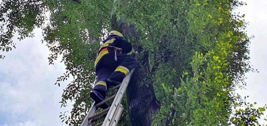 В Днепре спасатели помогли коту, залезшему на высокое дерево, вернуться домой, – ФОТО
