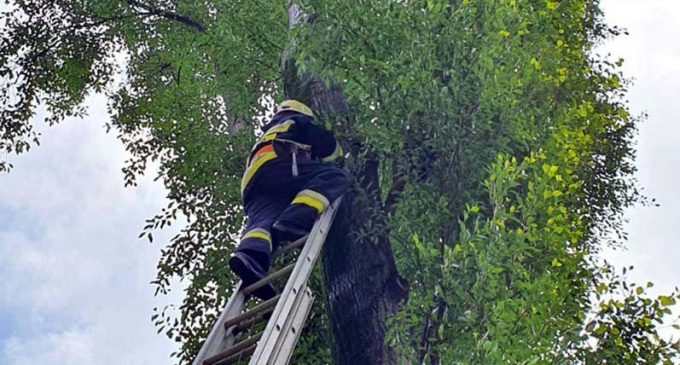 В Днепре спасатели помогли коту, залезшему на высокое дерево, вернуться домой, – ФОТО