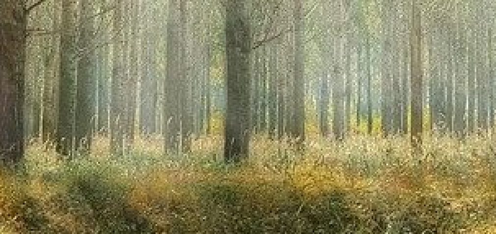 Днепрянам на заметку: как защититься от клещей