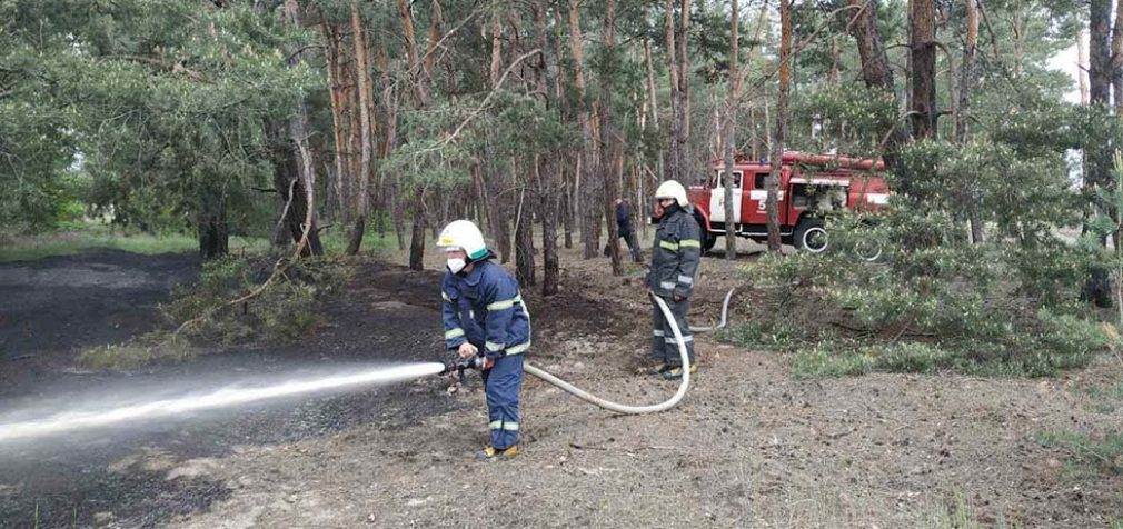 В Днепропетровской области два часа тушили пожар в лесу, – ФОТО