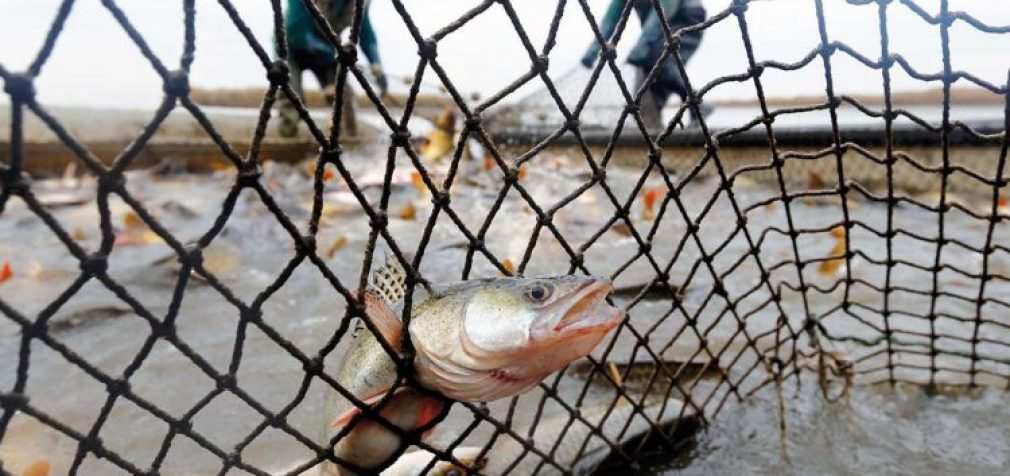 В украинских водоёмах рыбы становится всё меньше, – эксперты