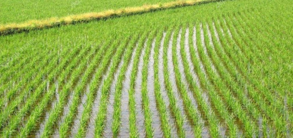 Фермеры Украины отказываются от выращивания риса