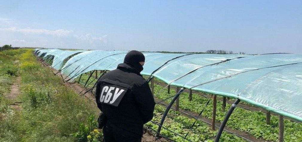 СБУ нашла в Херсонской области незаконные табачные плантации