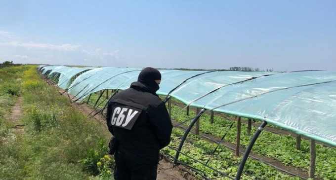 СБУ нашла в Херсонской области незаконные табачные плантации