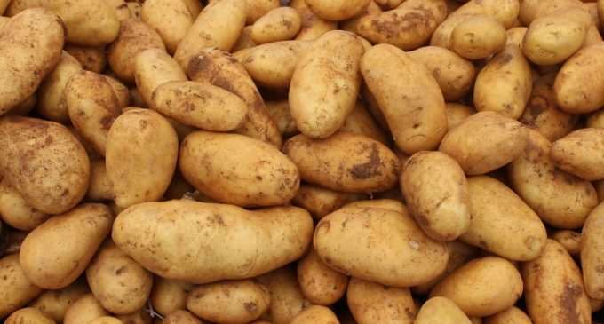 В Украине могут запретить продажу картофеля из РФ