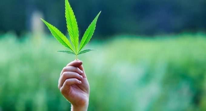В Украине предлагают опросить регионы и легализировать марихуану