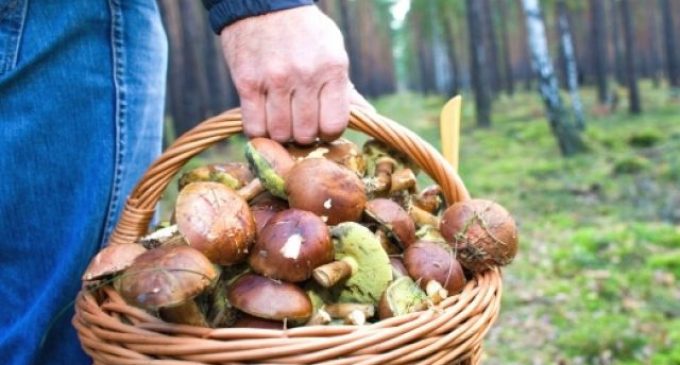 В Кривом Роге семья отравилась грибами, мать и дочь умерли