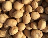 В Европе ожидается самый сложный за много лет картофельный сезон