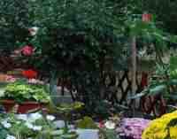 В Днепре планируют высадить 25 тысяч деревьев и кустов, – ФОТО
