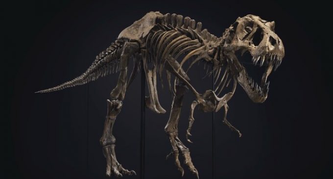 Скелет тираннозавра ушёл с аукциона за 32 миллиона долларов