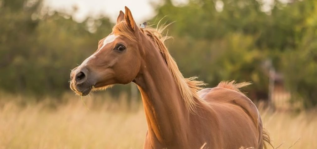 Во Франции происходят массовые убийства лошадей