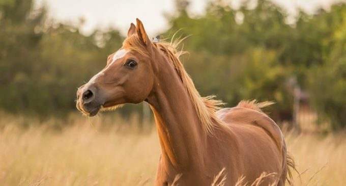 Во Франции происходят массовые убийства лошадей