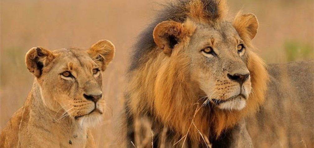Воины масаи в Кении теперь львов охраняют, а не охотятся на них