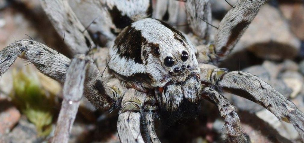 В Британии учёные обнаружили «вымерших» пауков-волков