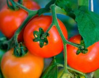 В Украине дорожают тепличные турецкие помидоры