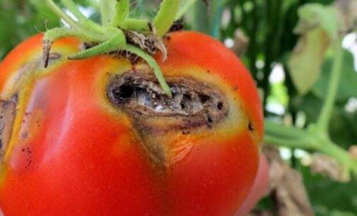 Украинский рынок томатов оказался под угрозой из-за вредителей