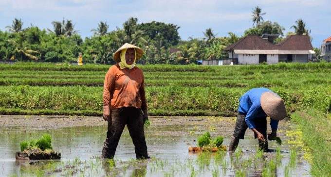 Туроператоры Бали забыли о туризме и подались в фермеры