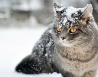 Не забудь шапку: какой будет погода в Днепре 19 декабря