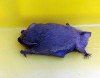 В Днепре в офис залетела летучая мышь: выловить ее вызывали спасателей, – ФОТО
