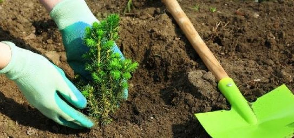 В Днепре планируют высадить 15 тысяч кустов и деревьев: подробности