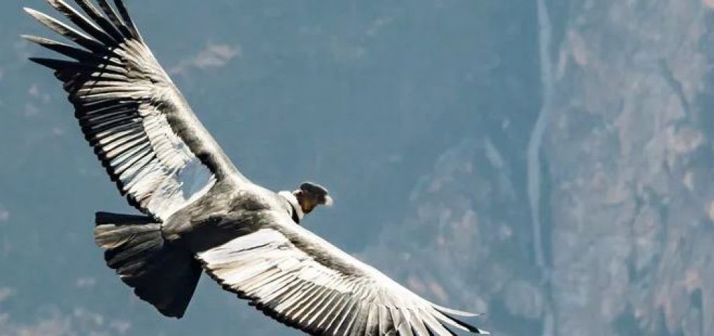 Андийские кондоры летают, но крыльями почти не машут, – учёные