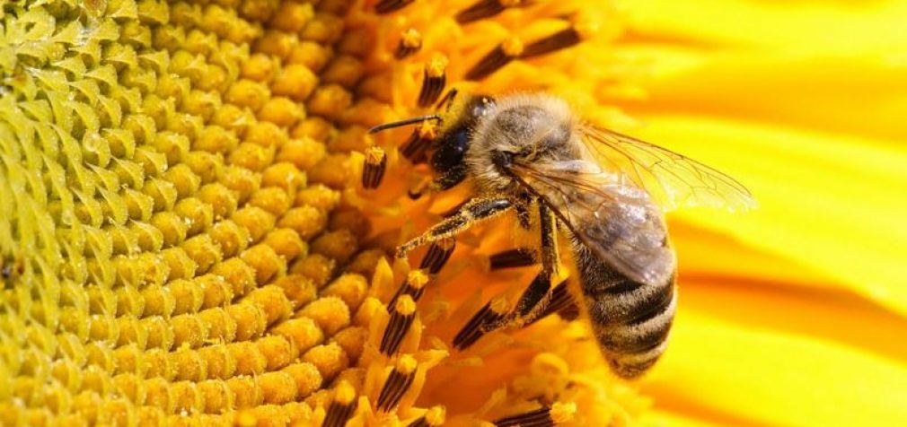 В 75 процентах мёда в мире есть остатки пестицидов, – эксперты
