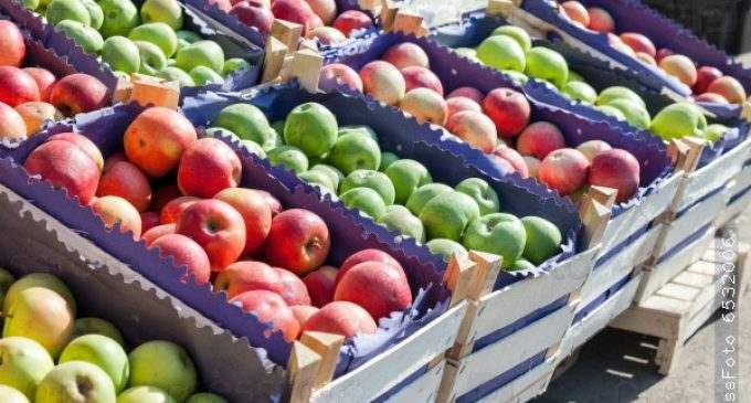 В Украине начнут дорожать качественные яблоки