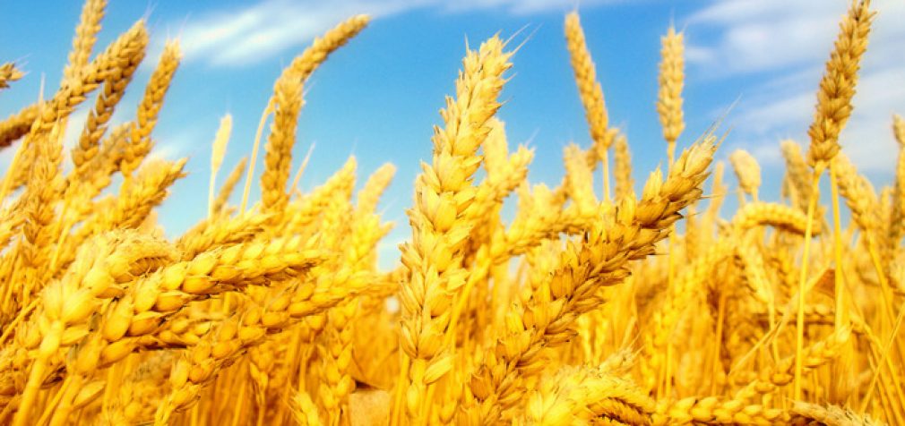 Украина своё зерно продала, теперь завозит импортное