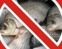 Осторожно, нерест: на Днепропетровщине вводятся запреты на ловлю рыбы