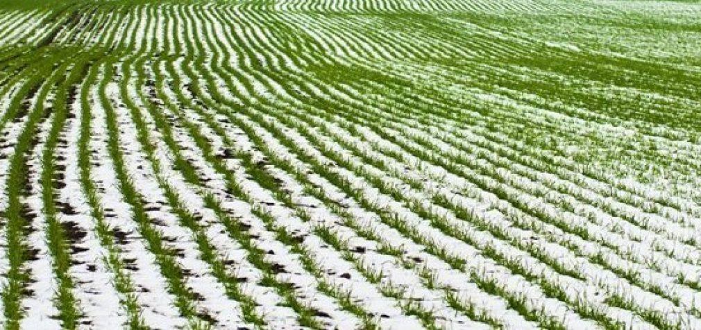 Рекордный урожай предвещает состояние озимых на Днепропетровщине