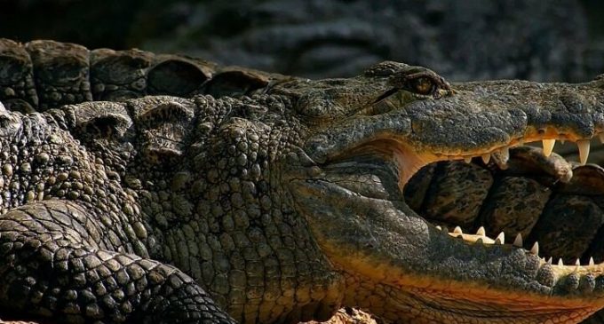 В Днепре откроется единственная в Украине ферма с крокодилами
