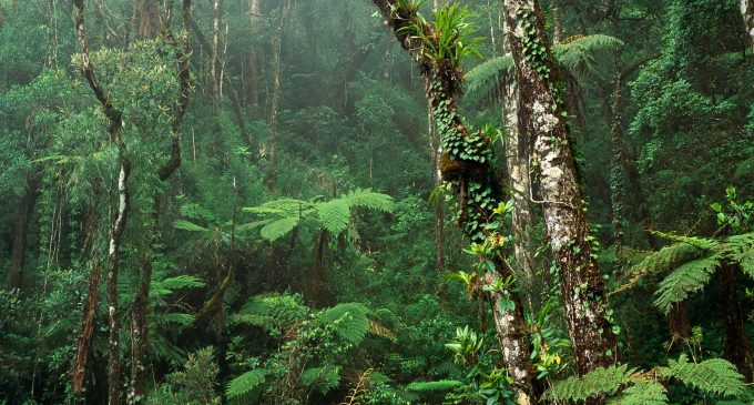 Тропические леса восстанавливают с помощью отходов кофе