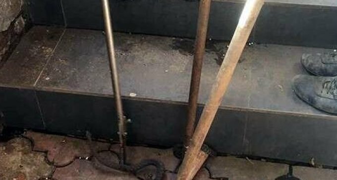 В Днепре на Набережной активизировались змеи: возле кафе отловили 12 штук