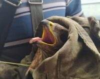 С простреленным крылом: в Днепре спасают краснокнижного орла из Мелитополя, – ФОТО