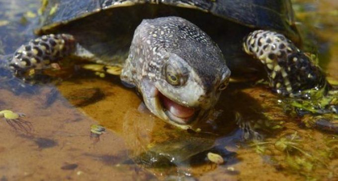 В озере Днепра массово травят черепах