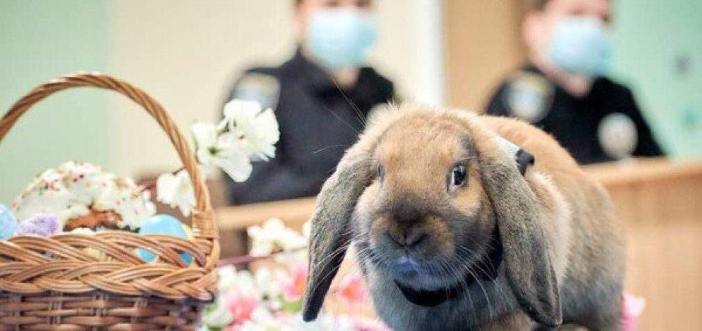В Днепре появился “кролик полицейский”