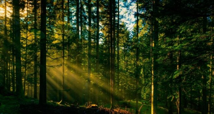 Кам’янчан закликають не відвідувати ліси