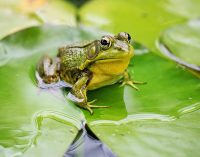 Вченим вдалося відростити втрачену лапу жаби